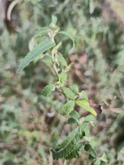 Olearia phlogopappa