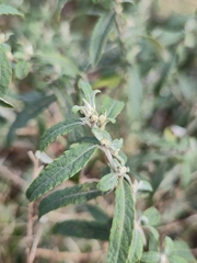 (c) Eamonn Culhane, some rights reserved (CC BY) Olearia phlogopappa, photograph (c) Eamonn Culhane, some rights reserved (CC BY)