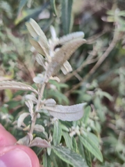 (c) Eamonn Culhane, some rights reserved (CC BY) Olearia phlogopappa, photograph (c) Eamonn Culhane, some rights reserved (CC BY)