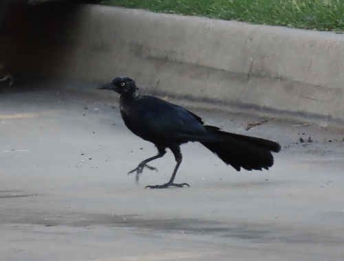 Great-tailed Grackle