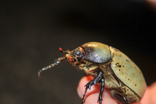 Grant's Hercules Beetle
