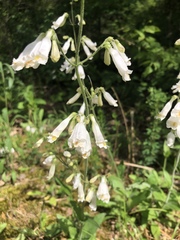 Penstemon tenuiflorus
