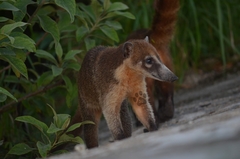 Nasua narica nelsoni