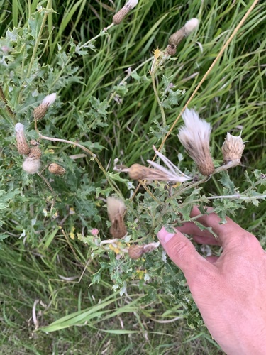 creeping thistle
