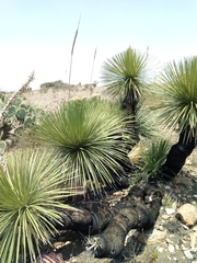 Dasylirion acrotrichum