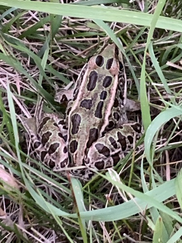 Northern Leopard Frog