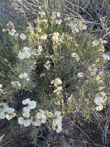 desert zinnia
