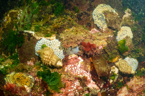 Fusitriton oregonensis observed 2026-09-06