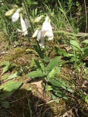 Penstemon tenuiflorus