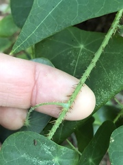 Echinostephia aculeata