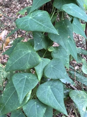 Echinostephia aculeata