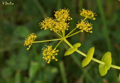 Smyrnium perfoliatum rotundifolium
