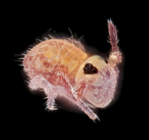Sminthurides macnamarai