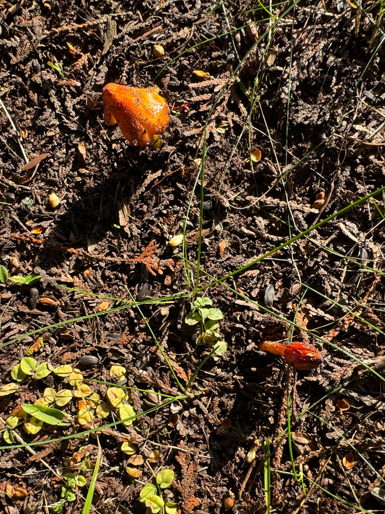 Witch's Hat · September 2026 · photo: Photo: (c) Jonathan Kade, some rights reserved (CC BY) · iNaturalist