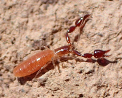 Menthidae