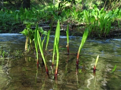Allium microdictyon