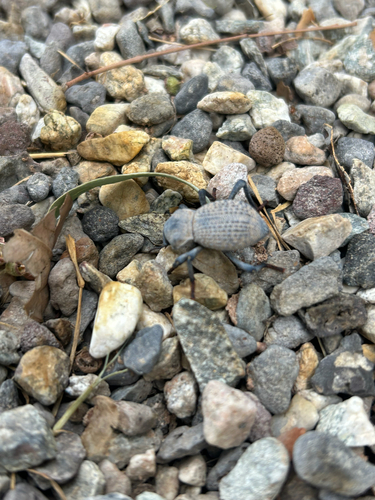 Desert Ironclad Beetle