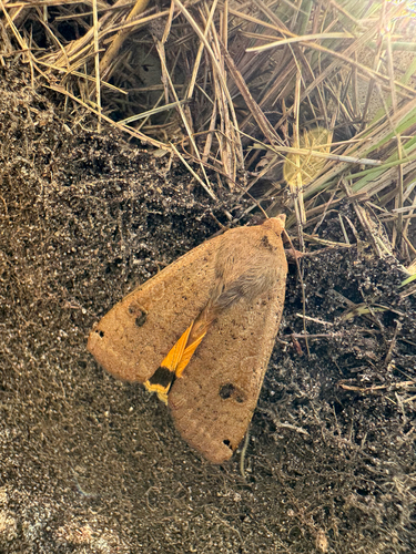 Large Yellow Underwing