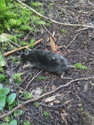 Townsend's Mole observed by wormflesh