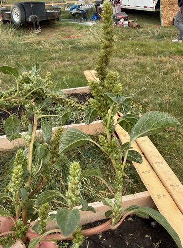Redroot Amaranth