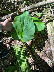 Symplocarpus renifolius