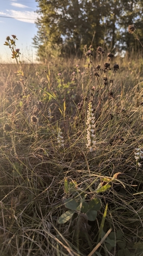 Sphinx ladies’ tresses