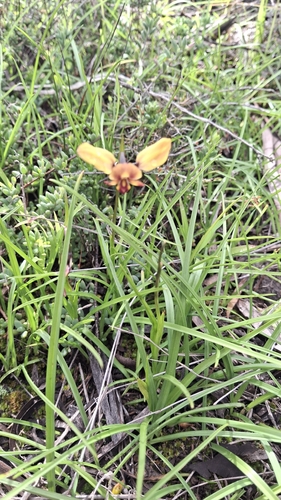 Diuris brachyscapa