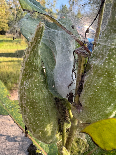 common milkweed