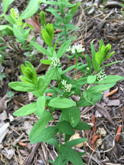 Comandra umbellata umbellata