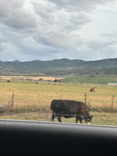 Domestic Cattle