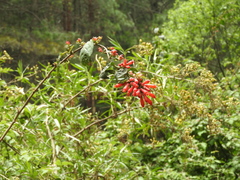 Cestrum fasciculatum