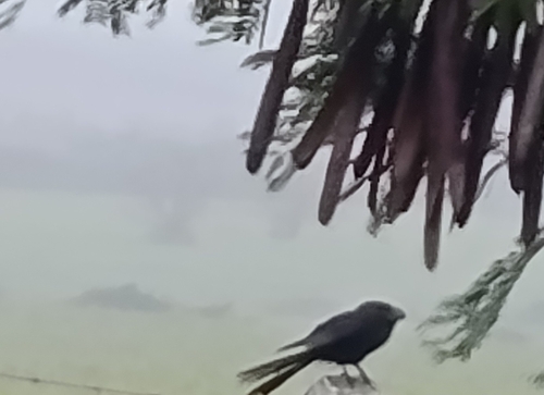 Smooth-billed Ani