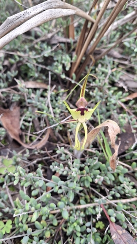 Mantis Orchid