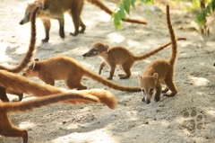 Nasua narica nelsoni