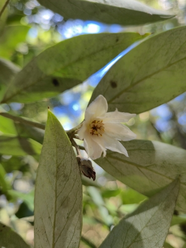 Atherosperma moschatum, photograph 1