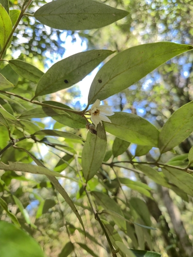 Atherosperma moschatum, photograph 3