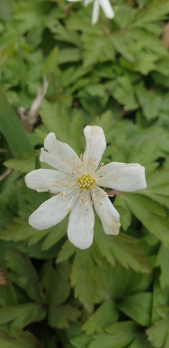 Amur anemone