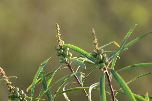 Sapium haematospermum, photograph 1