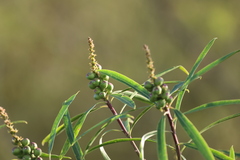 (c) Andrea Gantzer, some rights reserved (CC BY) Sapium haematospermum, photograph (c) Andrea Gantzer, some rights reserved (CC BY)