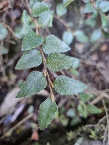 Nothofagus cunninghamii