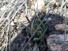 Phemeranthus napiformis