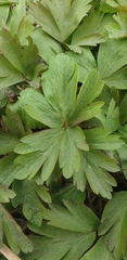 Anemonoides amurensis