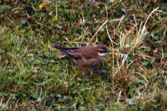 Cinclodes albidiventris