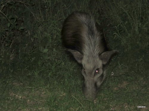 Bushpig