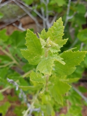 Malacothamnus fasciculatus catalinensis