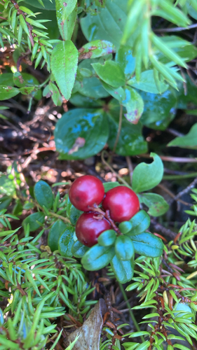 Lingonberry