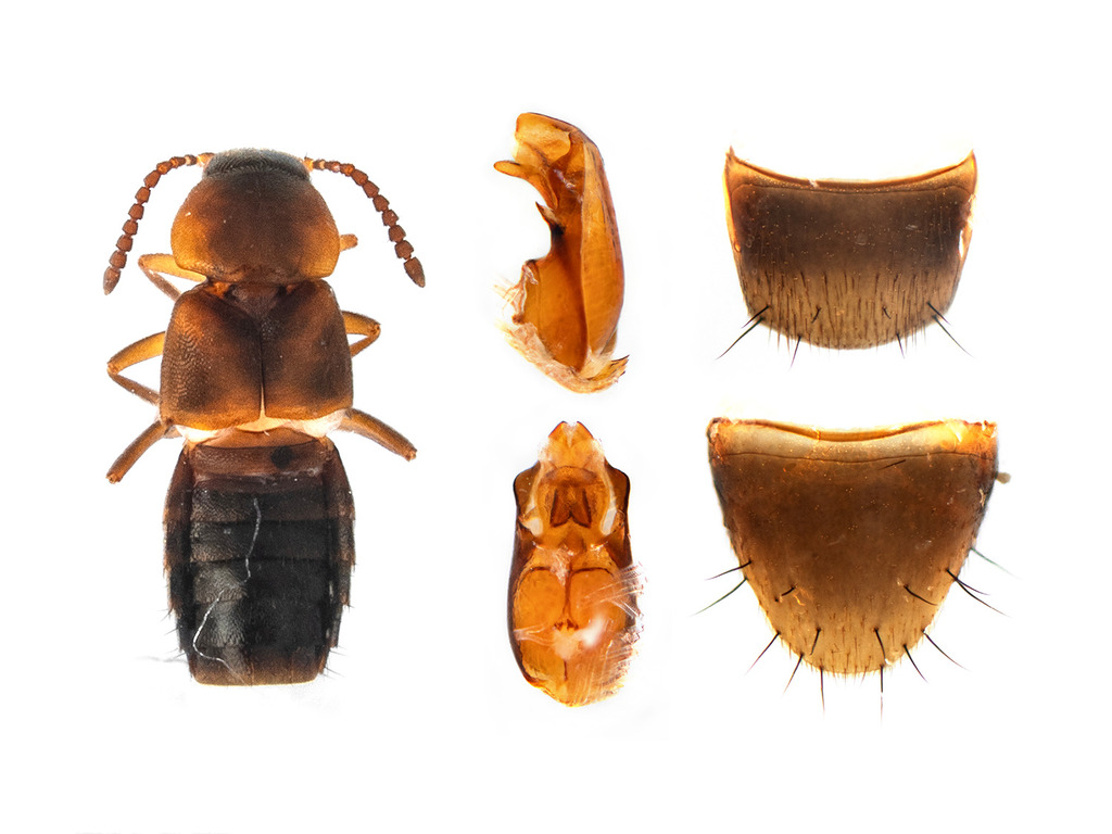 Lypoglossa angularis