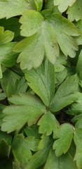 Anemonoides amurensis