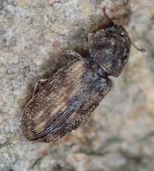 Synchita undata
