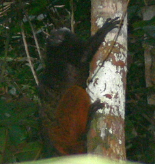 Saguinus weddelli weddelli